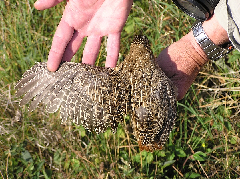 Grey Partridge, Sundre 20080801